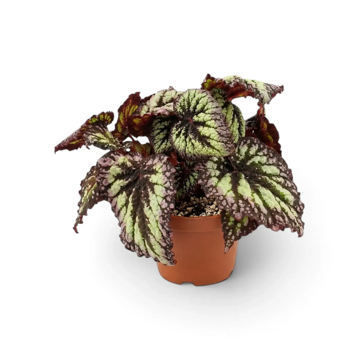 Begonia ‘Fireworks’ in a nursery pot, showing silver-green leaves with dark markings