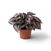 Begonia ‘Fireworks’ in a nursery pot, showing silver-green leaves with dark markings
