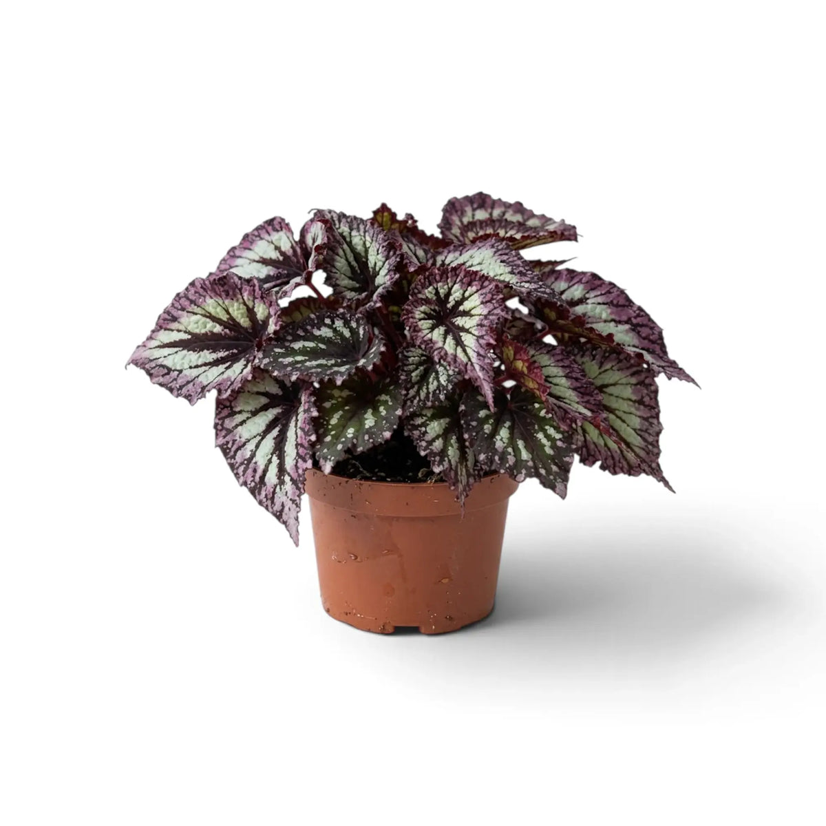 Begonia ‘Fireworks’ in a nursery pot, showing silver-green leaves with dark markings