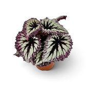 Begonia ‘Fireworks’ in a nursery pot, showing silver-green leaves with dark markings