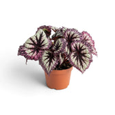 Begonia ‘Fireworks’ in a nursery pot, showing silver-green leaves with dark markings