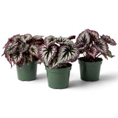 Begonia ‘Fireworks’ in a nursery pot, showing silver-green leaves with dark markings