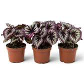 Begonia ‘Fireworks’ in a nursery pot, showing silver-green leaves with dark markings