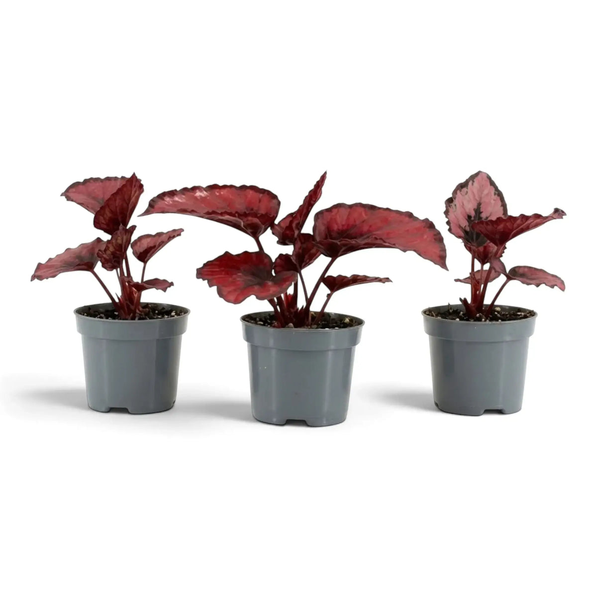 Junge Begonia ‘Red Kiss’ mit kompaktem Wuchs und metallisch roten Blättern mit dunklen Rändern