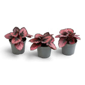Kleine Begonia ‘Red Kiss’ im Kulturtopf mit rundlichen roten Blättern, silbergrauen Zeichnungen und nahezu schwarzen Rändern