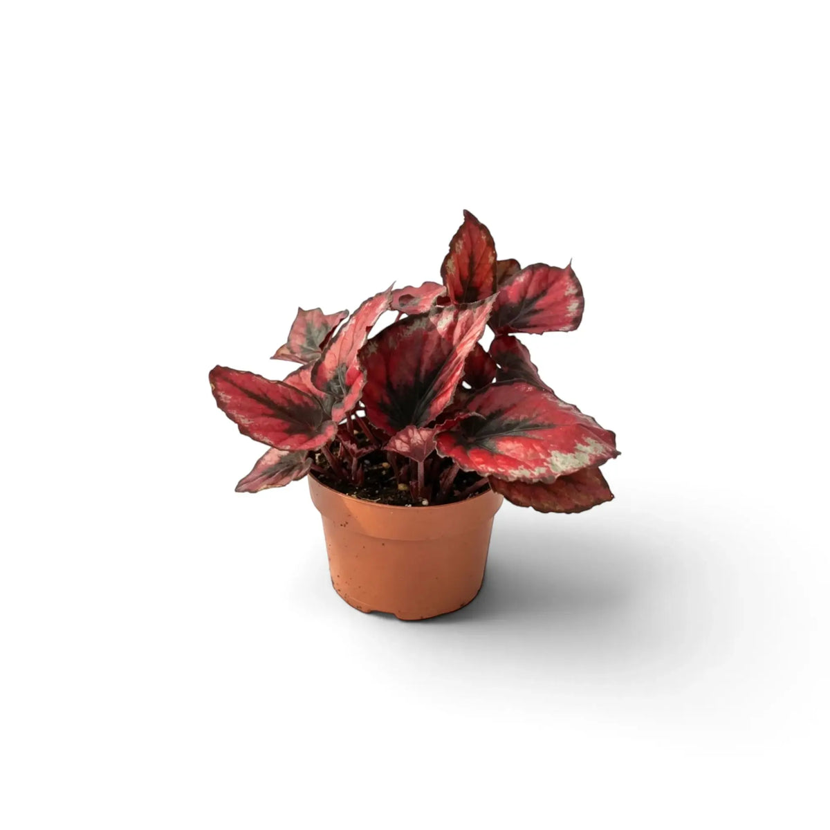 Junge Begonia ‘Red Kiss’ mit rundlichen Blättern, roten Mitten, silbergrauen Akzenten und dunklen Rändern