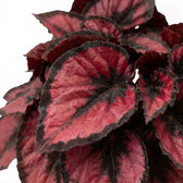 Nahaufnahme eines Blattes von Begonia ‘Red Kiss’ mit metallisch roter Mitte, silbergrauen Akzenten und dunklem Rand