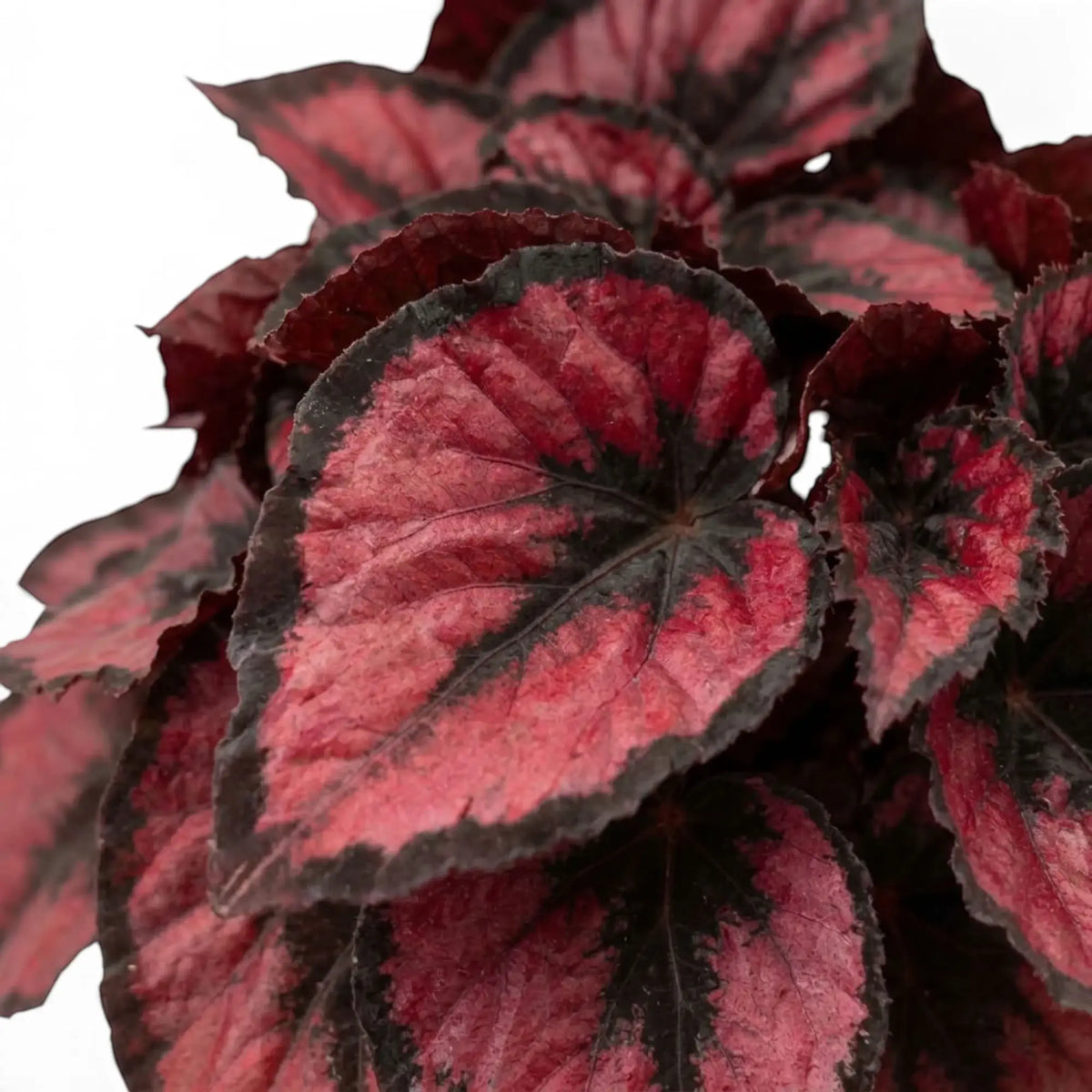 Nahaufnahme eines Blattes von Begonia ‘Red Kiss’ mit metallisch roter Mitte, silbergrauen Akzenten und dunklem Rand