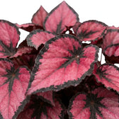Blattdetail von Begonia ‘Red Kiss’ mit rundlichem Blatt und Zeichnung in Rot, Silbergrau und nahezu Schwarz