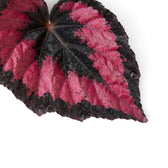 Nahaufnahme eines metallisch roten Blattes von Begonia ‘Red Kiss’, am Blattgrund leicht eingerollt und mit dunklem Rand