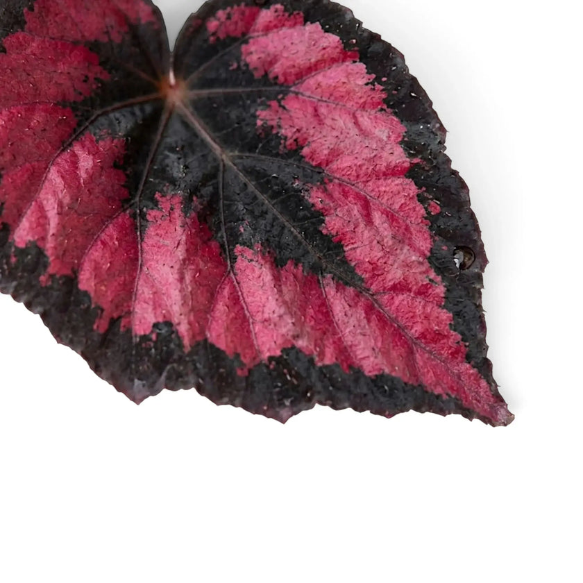 Close-up of Begonia ‘Red Kiss’ showing the slight basal curl and dark-edged metallic red foliage