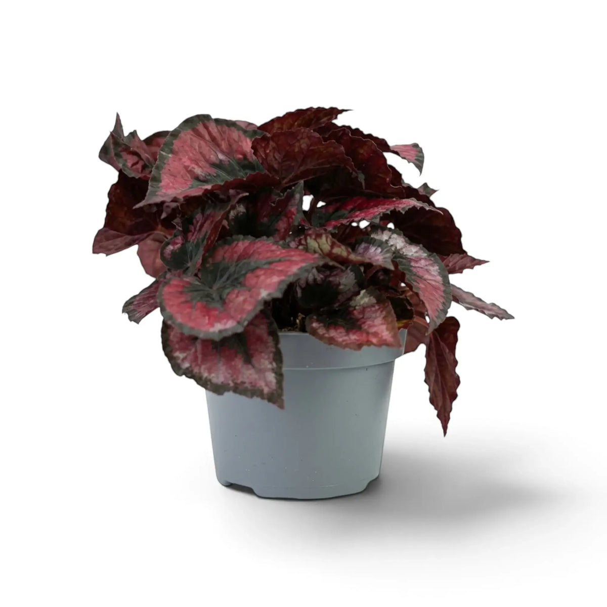Begonia ‘Red Kiss’ (Rex Cultorum Group) im Kulturtopf mit rundlichen roten, silbergrauen und nahezu schwarzen Blättern