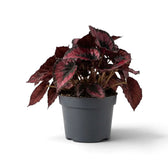 Begonia ‘Red Kiss’ im Kulturtopf mit dicht und kompakt angeordneten kleinen roten Blättern mit dunklen Rändern