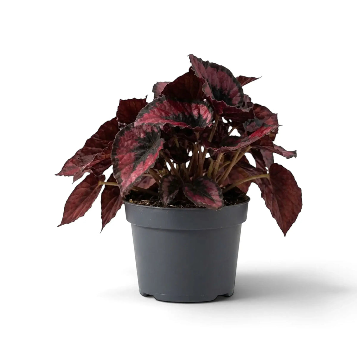 Begonia ‘Red Kiss’ im Kulturtopf mit dicht und kompakt angeordneten kleinen roten Blättern mit dunklen Rändern