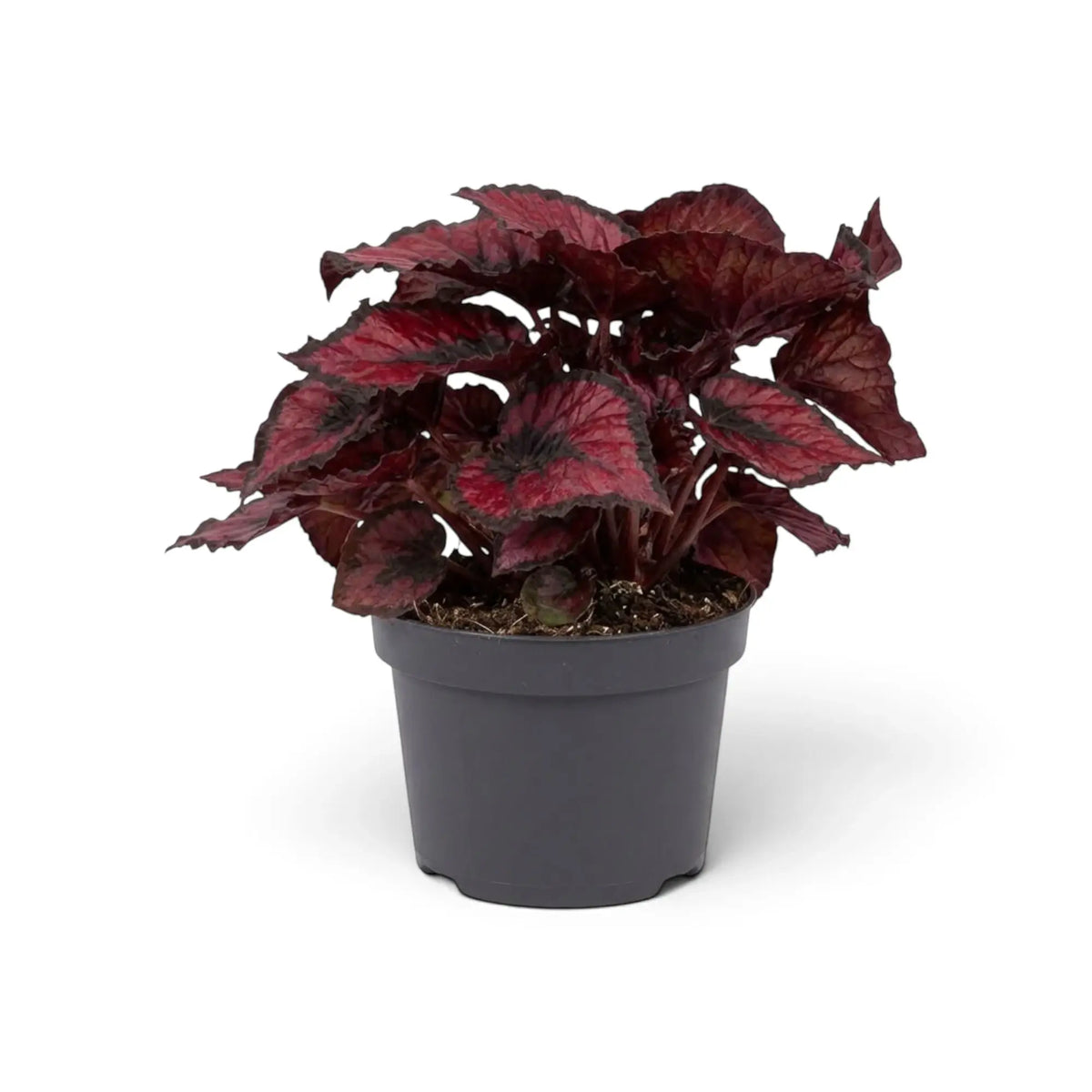 Gesamtansicht von Begonia ‘Red Kiss’ mit rundlichen metallisch roten Blättern, silbergrauen Akzenten und dunklen Rändern