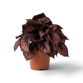 Begonia ‘Red Kiss’ im Kulturtopf mit dichtem, niedrigem Wuchs, rundlichen roten Blättern, silbergrauen Zeichnungen und dunklen Rändern