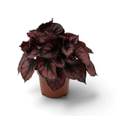 Begonia ‘Red Kiss’ im Kulturtopf: Blätter mit roter Mitte, silbergrauen Zeichnungen und nahezu schwarzen Rändern