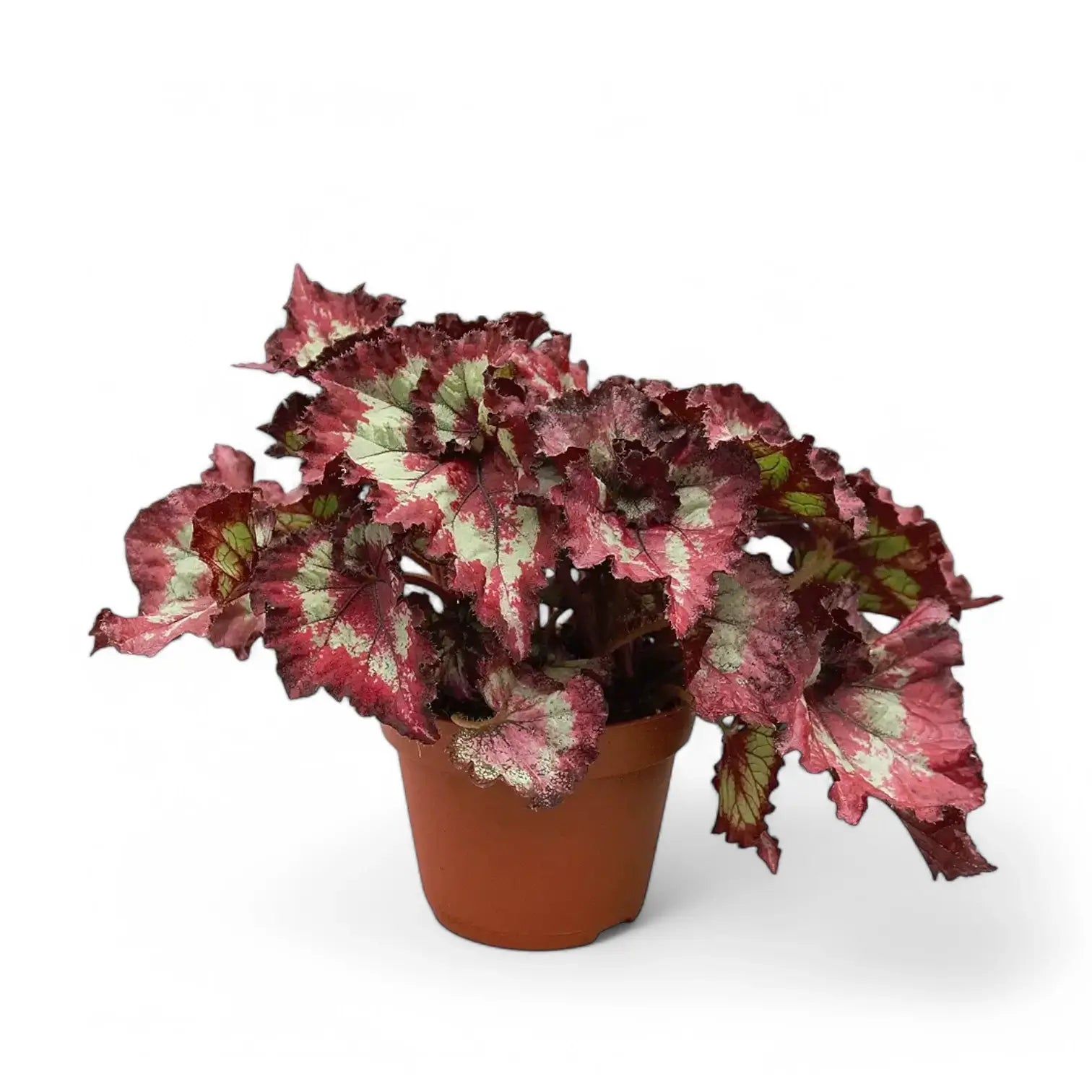 Begonia rex 'Balboa' potted plant in nursery pot on white background.