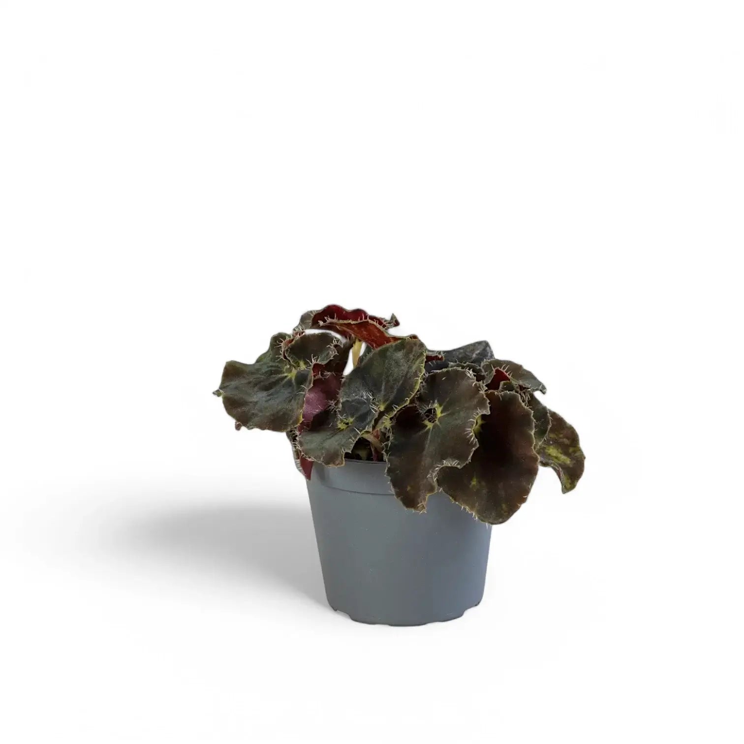 Begonia rex 'Black Mambo' ('Dark Mambo') potted plant in nursery pot on white background.