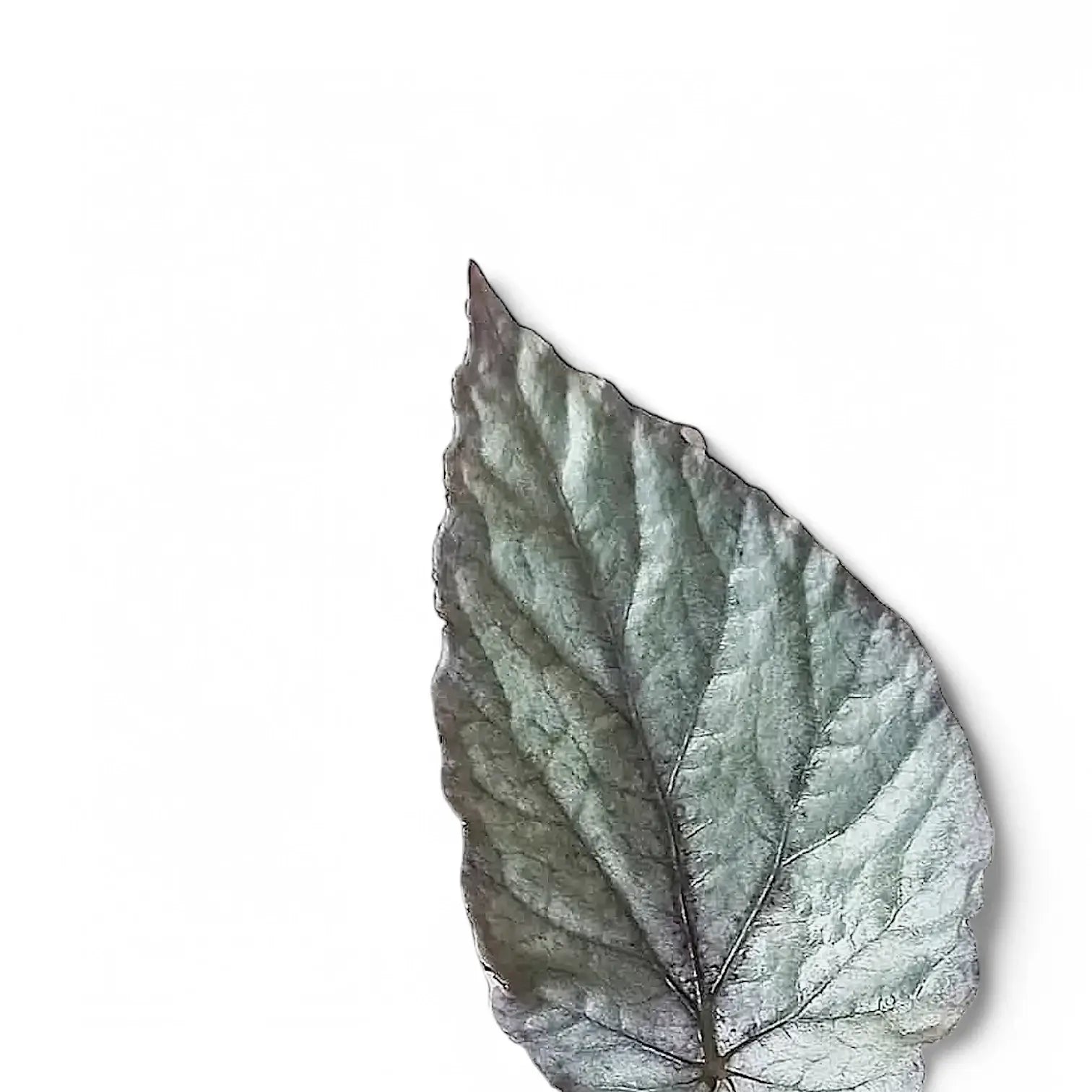 Begonia rex 'Bolero' leaf close-up on white background.