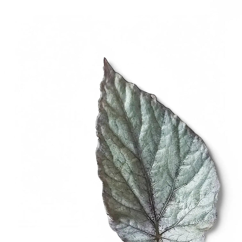 Begonia rex 'Bolero' – Blattdetail vor weißem Hintergrund..