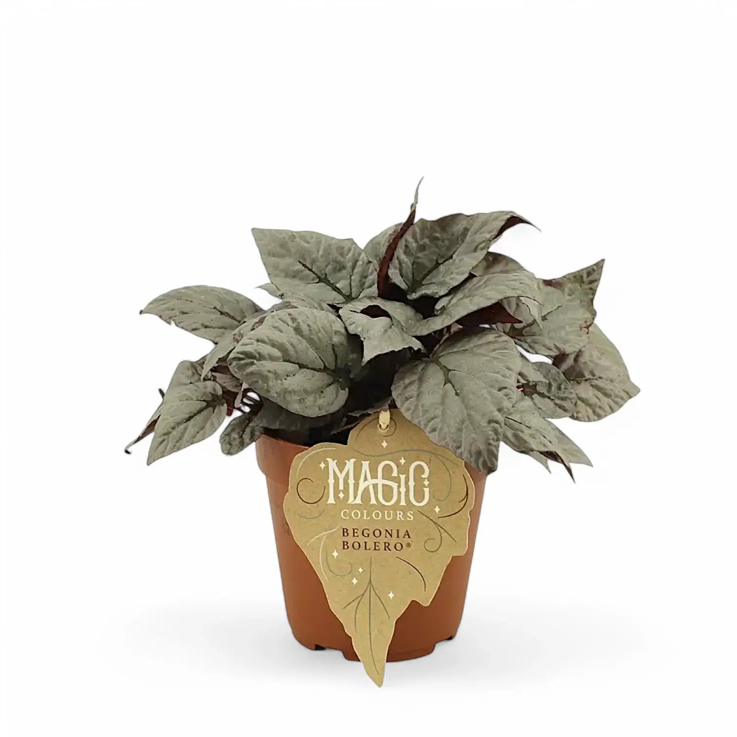 Begonia rex 'Bolero' potted plant in nursery pot on white background.