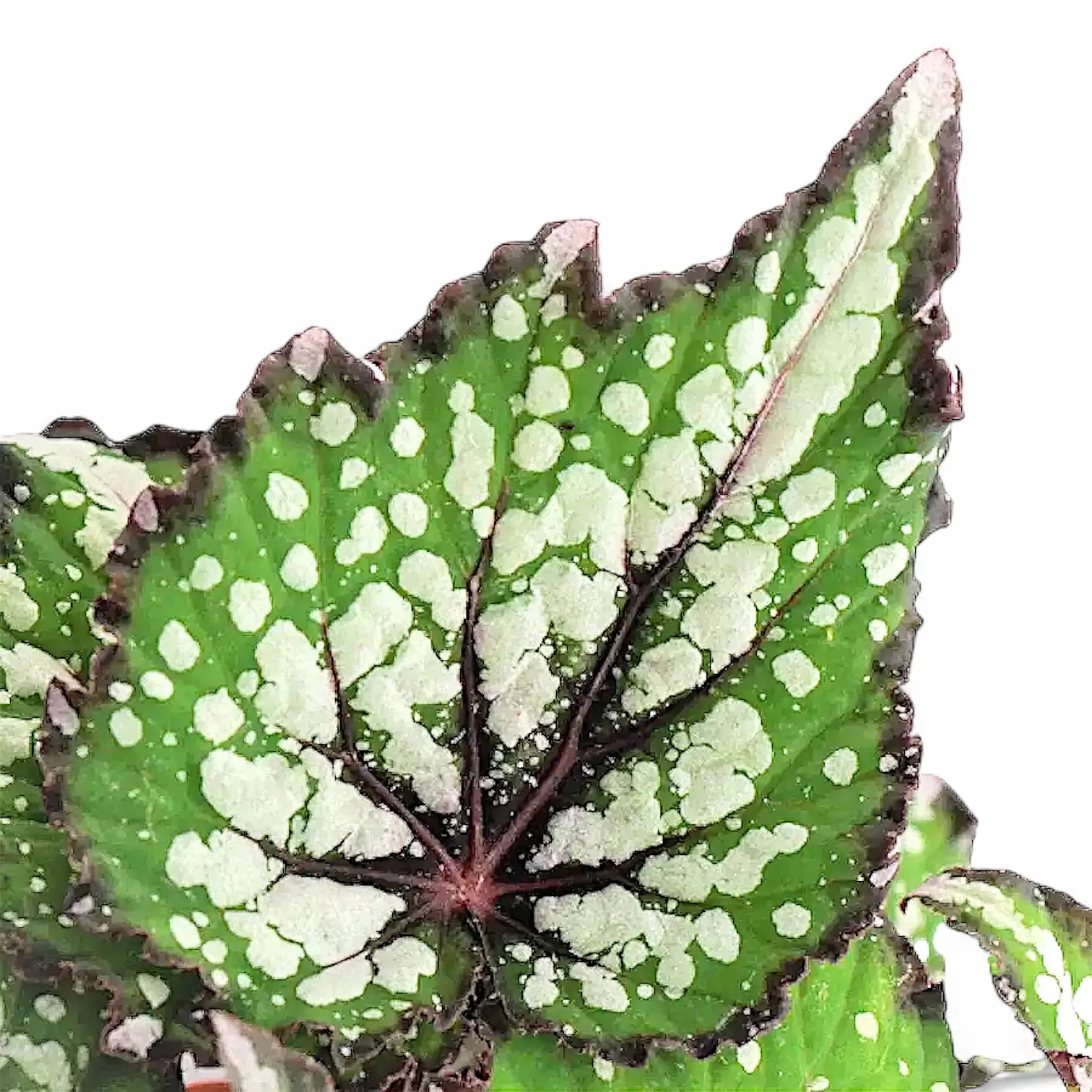 Begonia rex 'Bostella' close-up of leaf on white background.