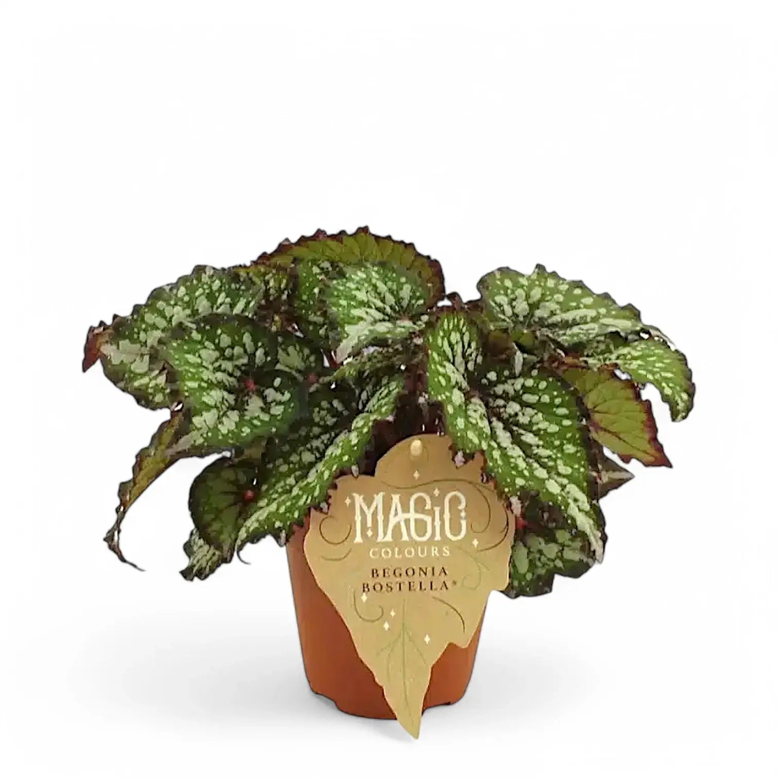 Begonia rex 'Bostella' potted plant in nursery pot on white background.