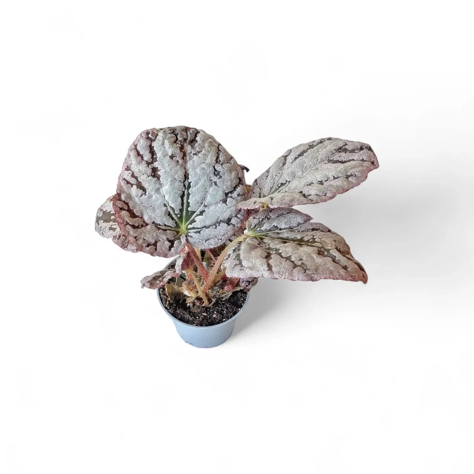 Begonia rex 'Chayo' potted plant in nursery pot on white background.