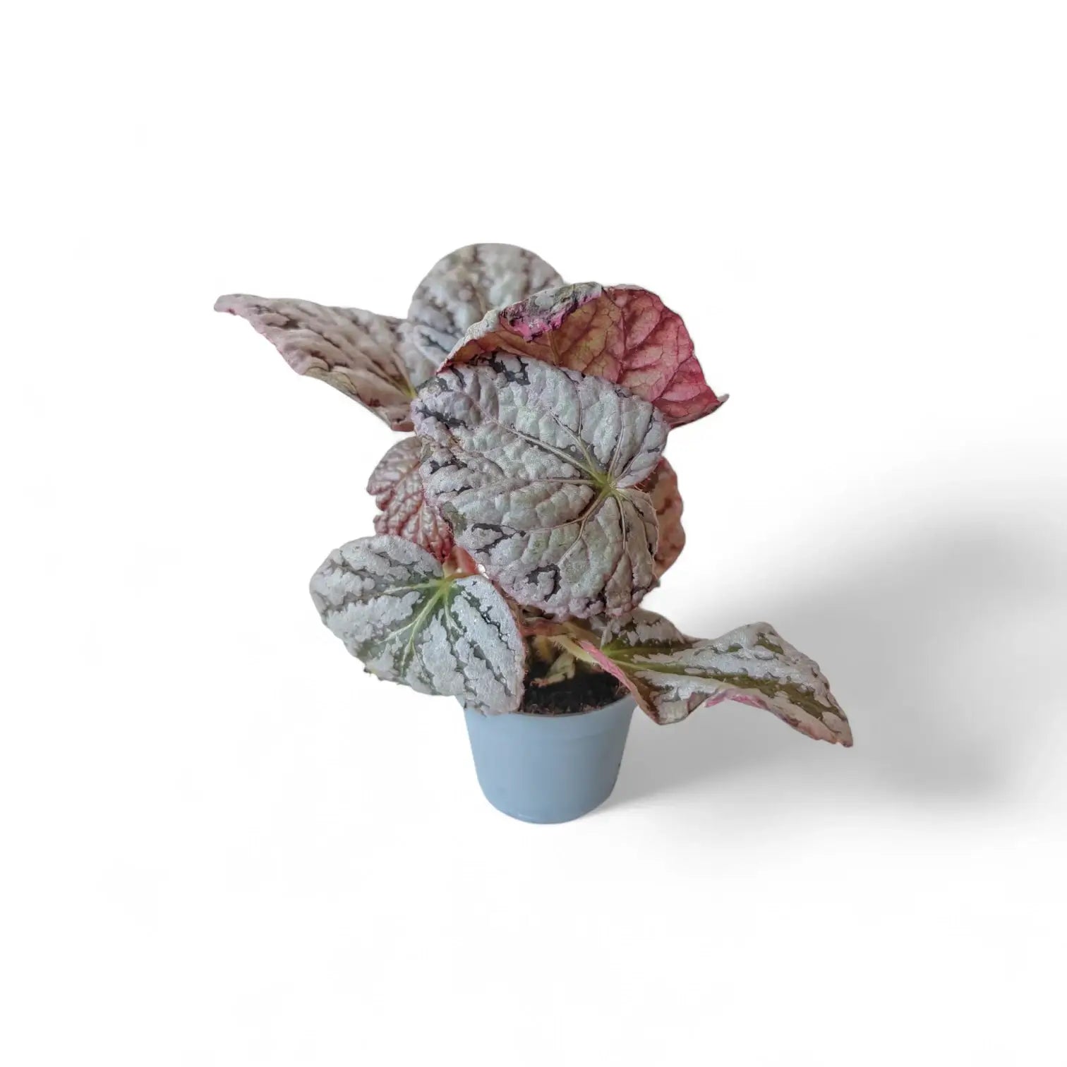 Begonia rex 'Chayo' potted plant in nursery pot on white background.