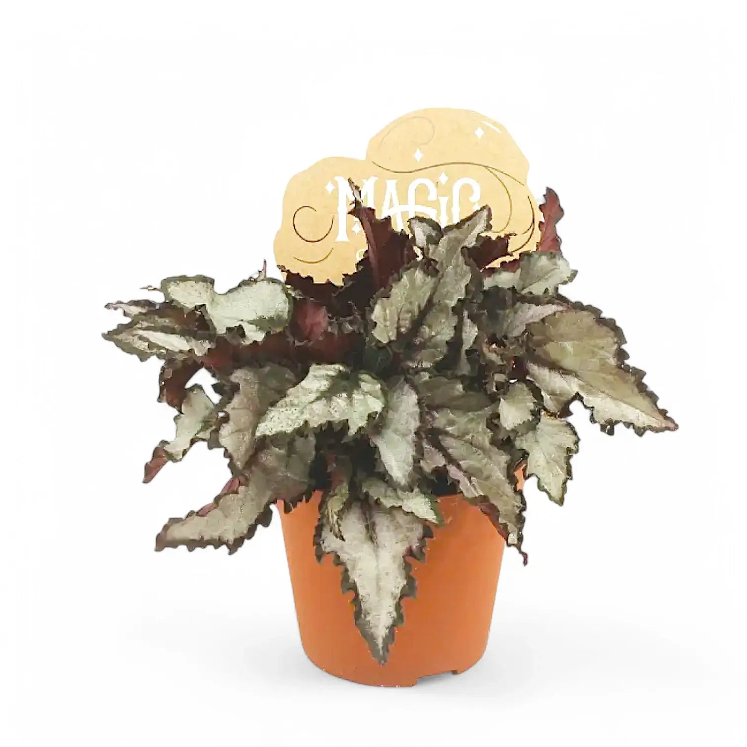 Begonia rex 'Coco' potted plant in nursery pot on white background.