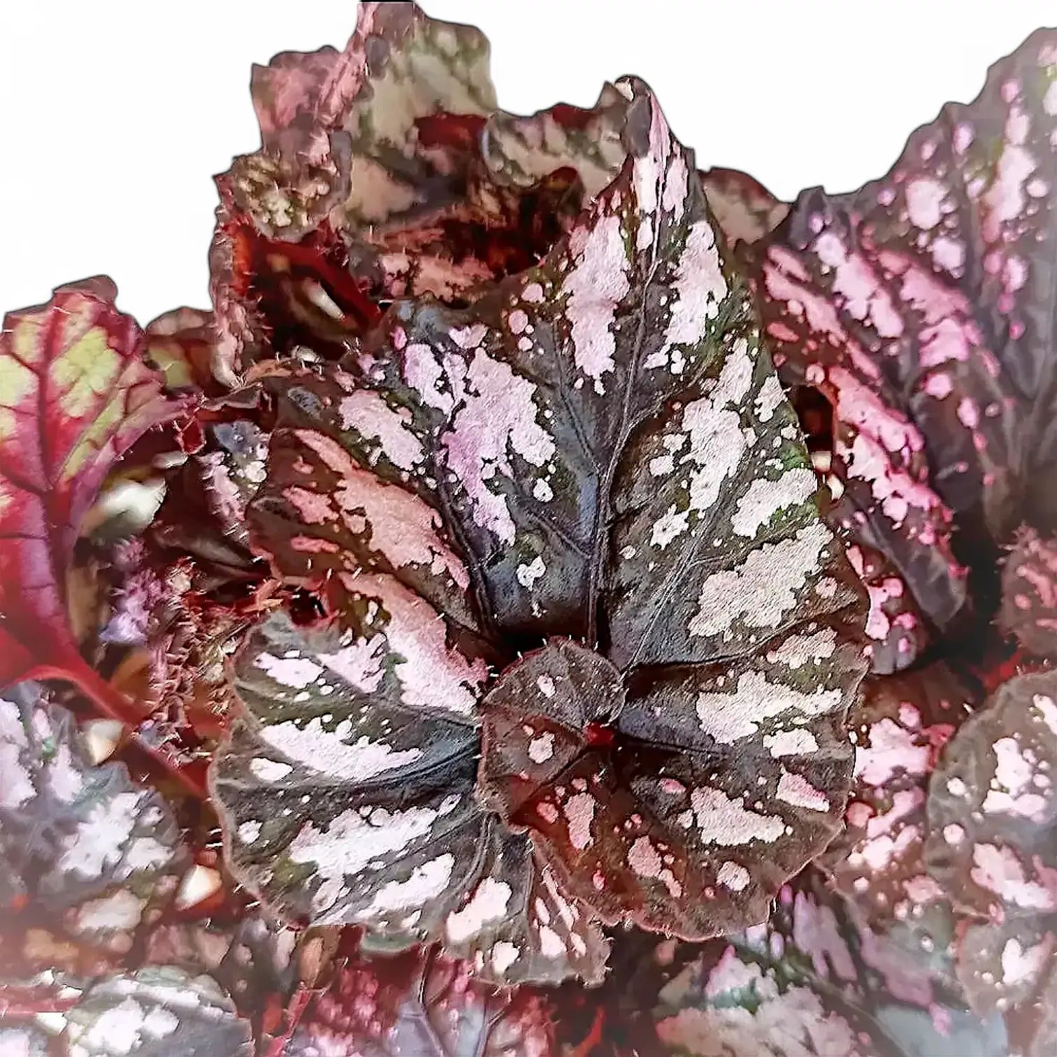 Begonia rex 'Cumbia' leaf detail on white background.