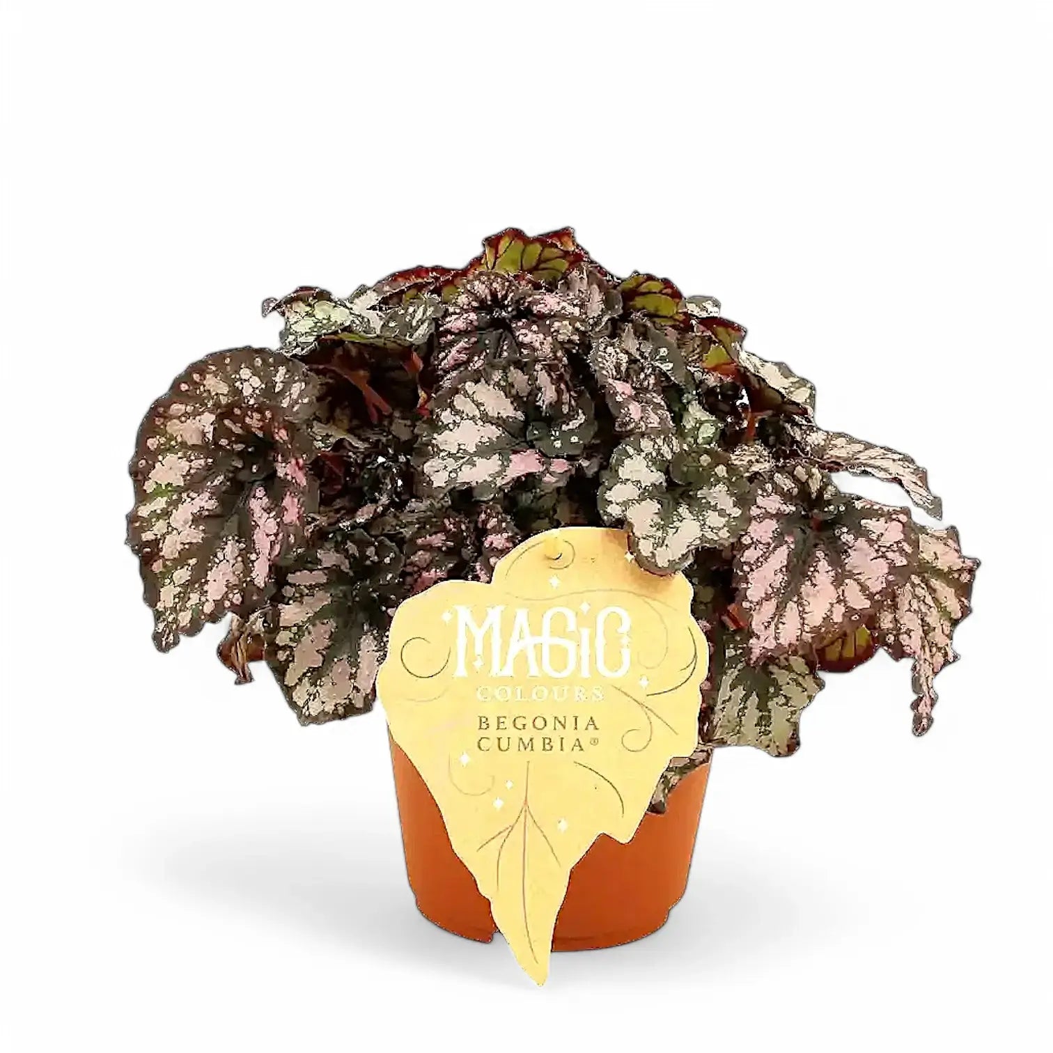 Begonia rex 'Cumbia' potted plant in nursery pot on white background.