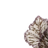Begonia rex 'Dew Drop' leaf close-up on white background.