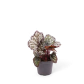 Begonia rex 'Dew Drop' potted plant in nursery pot on white background.