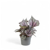 Begonia rex 'Dew Drop' potted plant in nursery pot on white background.