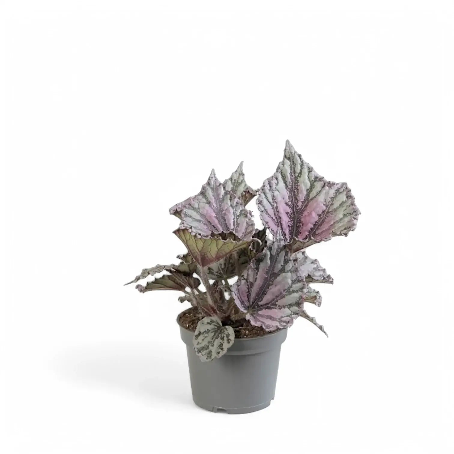 Begonia rex 'Dew Drop' potted plant in nursery pot on white background.