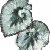 Begonia rex 'Escargot' close-up of leaf on white background.
