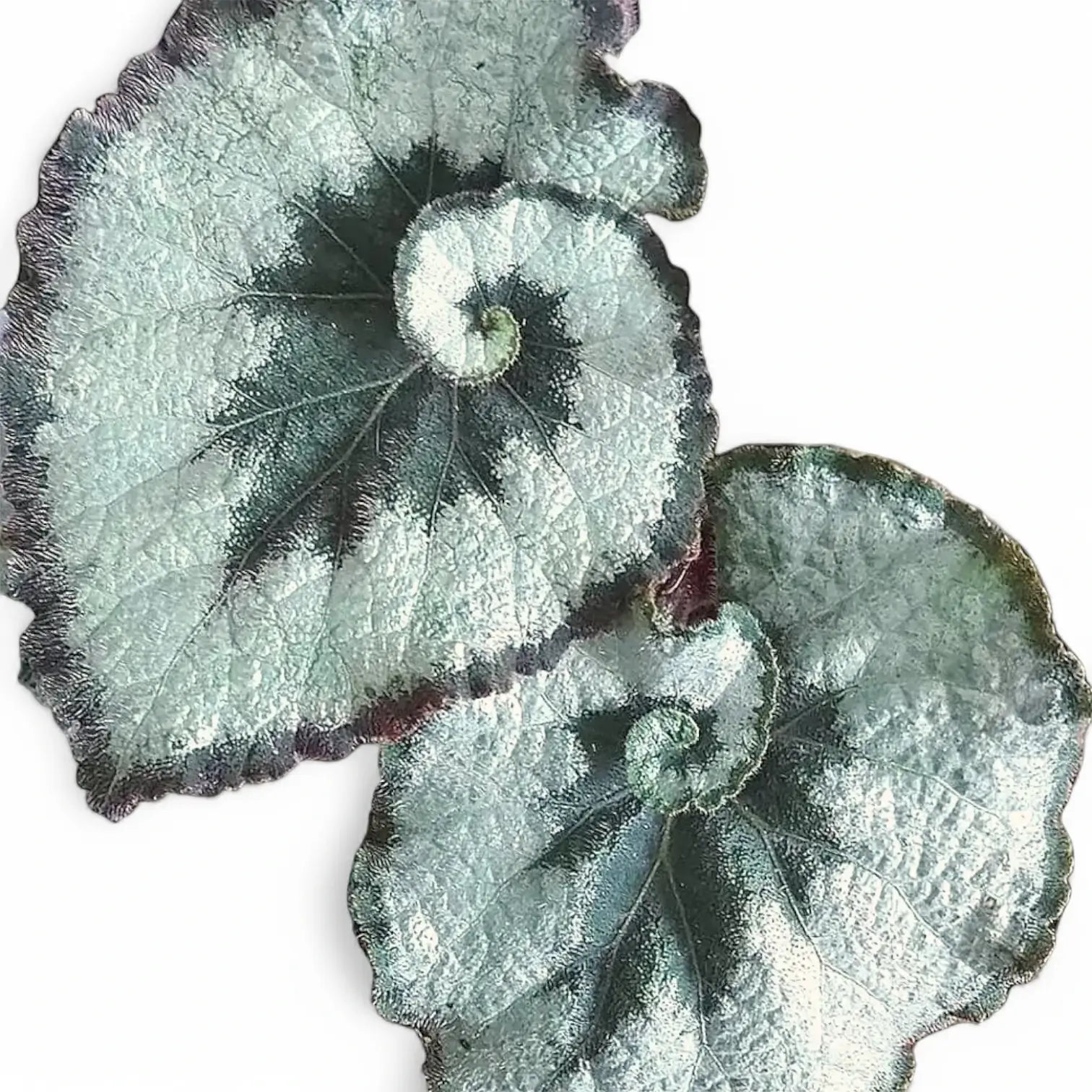 Begonia rex 'Escargot' close-up of leaf on white background.