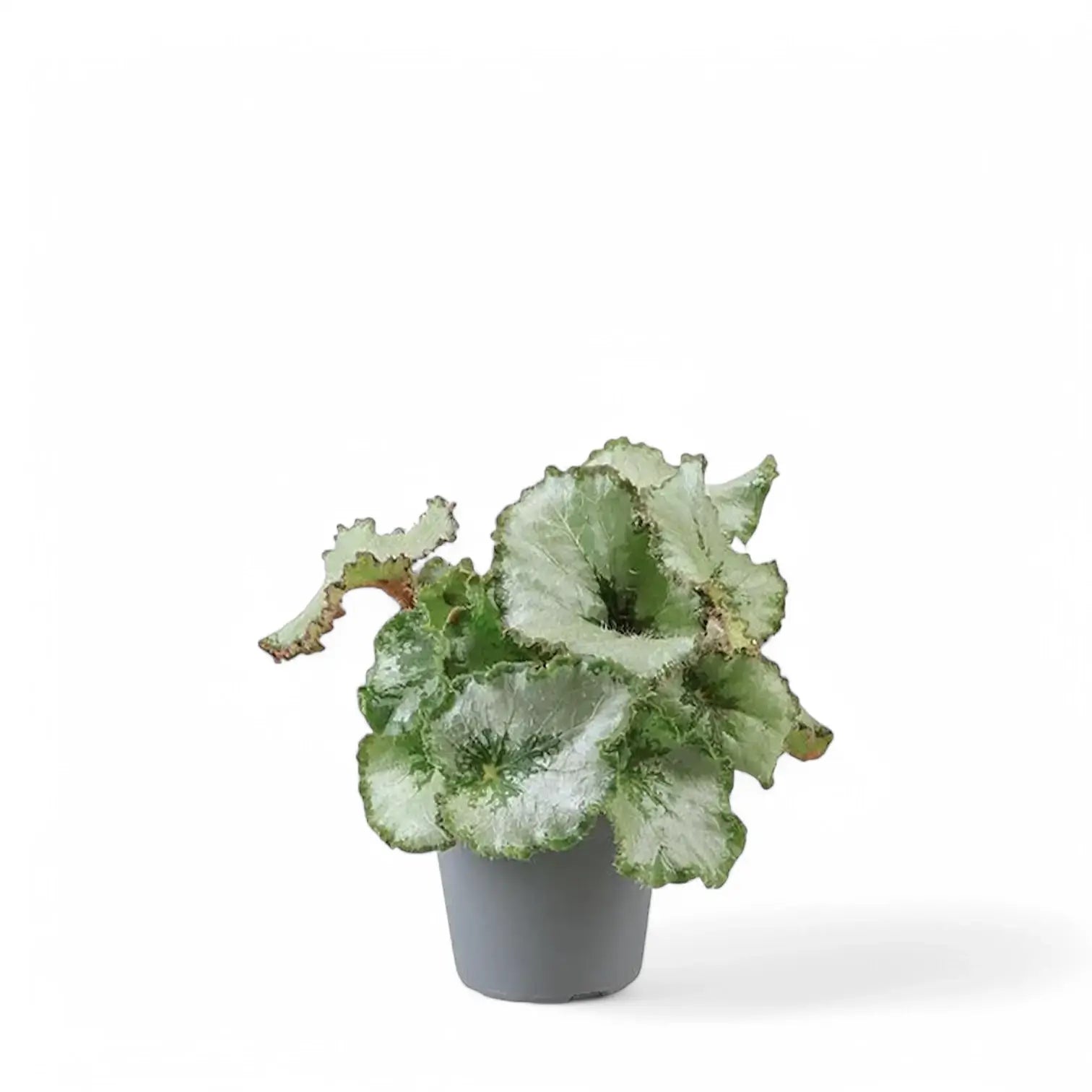 Begonia rex 'Escargot' potted plant in nursery pot on white background.