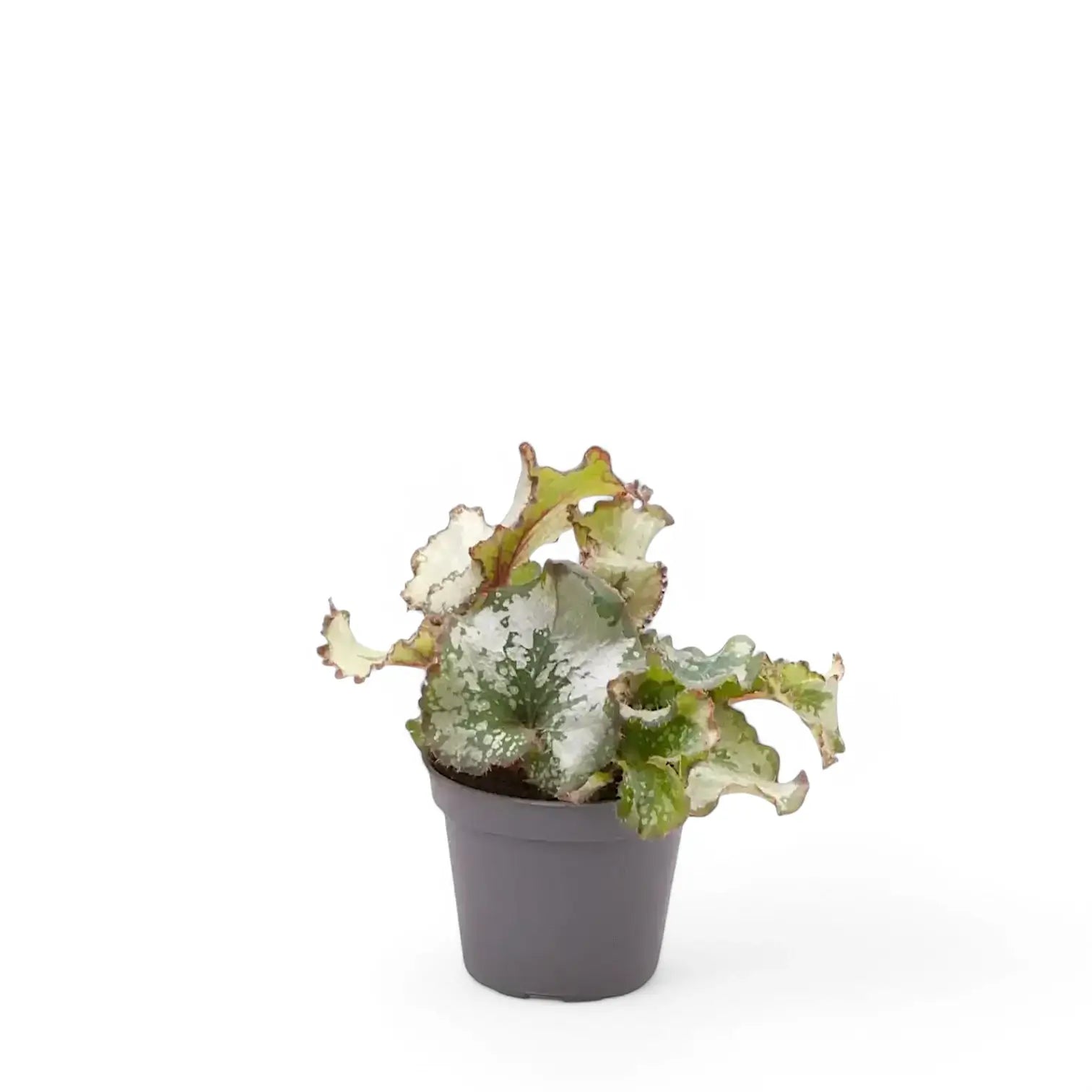 Begonia rex 'Escargot' potted plant in nursery pot on white background.