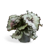 Begonia rex 'Escargot' potted plant in nursery pot on white background.