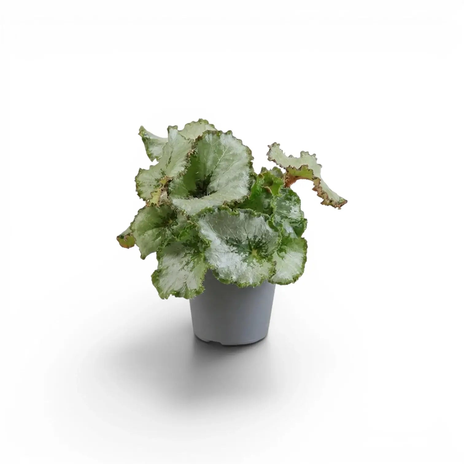 Begonia rex Escargot baby plant with spiral-patterned leaves in a nursery pot.