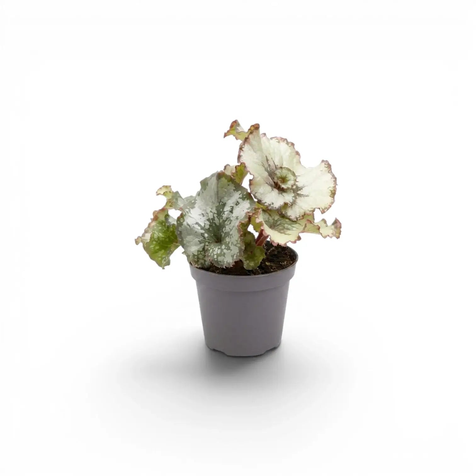 Begonia rex Escargot baby plant with spiral-patterned leaves in a nursery pot.