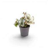 Begonia rex Escargot baby plant with spiral-patterned leaves in a nursery pot.