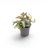 Begonia rex Escargot baby plant with spiral-patterned leaves in a nursery pot.