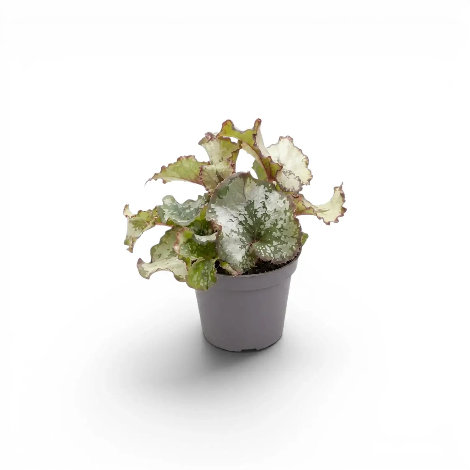 Begonia rex Escargot baby plant with spiral-patterned leaves in a nursery pot.