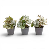 Begonia rex Escargot baby plant with spiral-patterned leaves in a nursery pot.