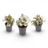 Begonia rex Escargot baby plant with spiral-patterned leaves in a nursery pot.