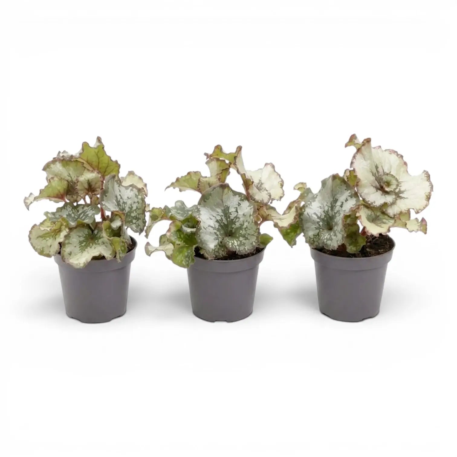Begonia rex Escargot baby plant with spiral-patterned leaves in a nursery pot.